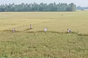 আজমিরীগঞ্জে বুরো ধানের বাম্পার ফলনে কৃষকের মুখে  হাসি