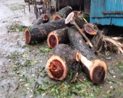 কমলগঞ্জে জোরপূর্বক সড়কের গাছ কাটার অভিযোগ 