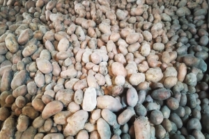 আমদানির খবরে হিলিতে আলুর দাম নেমেছে ২৫ টাকায়