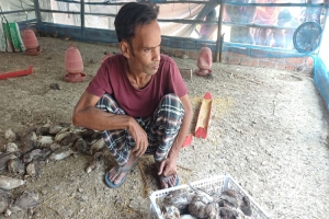 সাড়ে ৪ হাজার কোয়েল পাখির মৃ ত্যু, স্বপ্ন শে ষ রায়হানের