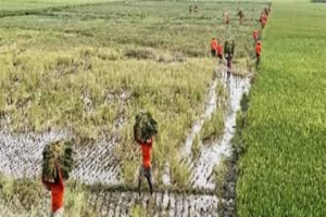 হাওরে ধান কাটায় সংক*ট: ব*জ্রপাত আ*তঙ্কের সঙ্গে অ*কালবন্যার শ*ঙ্কা