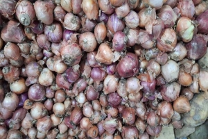 স্ব স্তি ফিরছে পেঁয়াজের বাজারে
