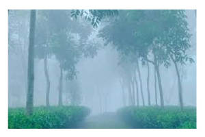 শ্রীমঙ্গলে তাপমাত্রা ৮   ডিগ্রীতে নেমেছে