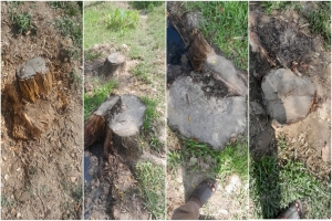 মাধবপুরে সরকারি গাছ কা/টার অ/ভিযোগ অধ্যক্ষের বি/রুদ্ধে