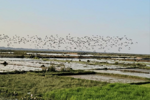 হাকালুকিতে বেড়েছে  জলচর পাখির সংখ্যা