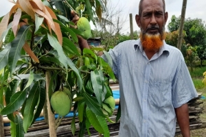 হবিগঞ্জে অবসরপ্রাপ্ত সেনা সদ্যসের আম চাষে চমক