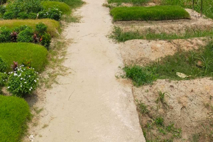 মৃ ত্যু র কারণ অনুসন্ধানে ১১৪ জনের ম র দে হ উত্তোলনের নির্দেশ