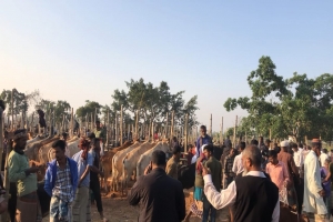 নবীগঞ্জে নির্দেশনা অমান্য করে আবারও বসেছে পশুর হাট