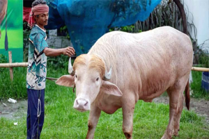 বাংলাদেশের ‘ট্রাম্প মহিষ’ নিয়ে যা প্রতিক্রিয়া জানাল ইরান