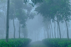 শীতে কাঁ*পছে শ্রীমঙ্গল, সর্বনিম্ন তাপমাত্রা রেকর্ড