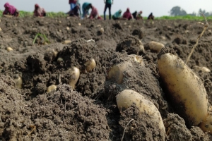 নতুন আলুতে স্বস্তি ফিরছে রাজশাহীর বাজারে