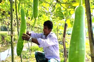 বি ষ মুক্ত সবজি চাষে বদলে যাচ্ছে গ্রামীণ কৃষি