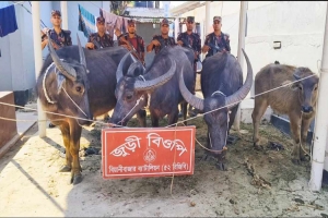 জুড়ীতে বি জি বি র হাতে ৪টি ভা র তী য় মহিষ আ ট ক