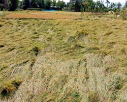 ঘূর্ণিঝড় মিধিলির প্রভাবে কমলগঞ্জে ফসলের ব্যাপক ক্ষয়ক্ষতি