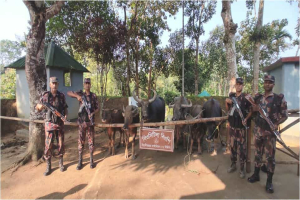 বড়লেখার সীমান্তবর্তী এলাকা থেকে ভা-র-তী-য় অবৈধ মহিষ ও ম-দ আ ট ক