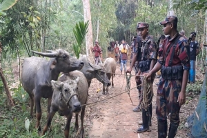 বড়লেখায় মহিষকা*ণ্ডে ৩ জনের বি*রুদ্ধে মা*মলা বড়লেখায় মহিষকা*ণ্ডে ৩ জনের বি*রুদ্ধে মা*মলা