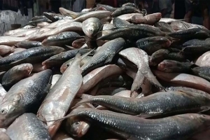 এক ট্রলারে ৪৬ মণ ইলিশ, বিক্রি ৪৮ লাখ ৫০ হাজার টাকায় এক ট্রলারে ৪৬ মণ ইলিশ, বিক্রি ৪৮ লাখ ৫০ হাজার টাকায়