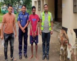 চুনারুঘাট সীমান্তে ভারতীয় গরুসহ যুবক আটক