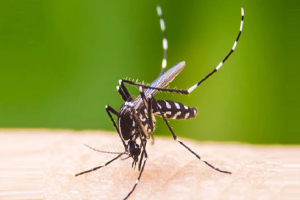 ডেঙ্গু নিয়ে হাসপাতালে আরও ৬৫৯ জন ভর্তি