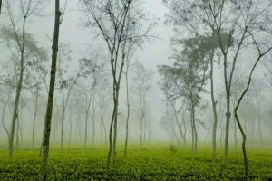 শ্রীমঙ্গলে সর্বনিম্ন তাপমাত্রা