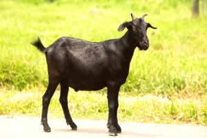 বাহুবলে ছাগল নিয়ে সং ঘ র্ষে ১ ব্যক্তি নি হ ত