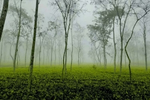 গেল দুদিন থেকে দেশের সর্বনিম্ন তাপমাত্রা শ্রীমঙ্গলে