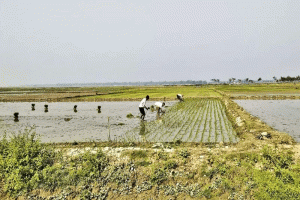 মৌলভীবাজারের হাওরগুলোতে বোরো চাষের ধুম