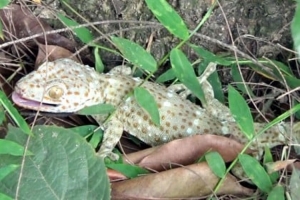 হবিগঞ্জে বণ্যপ্রাণী তক্ষক অবমুক্ত