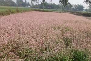হারিয়ে যাচ্ছে বহুমাত্রিক ফসল ঢেমশি