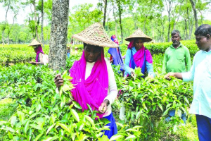 গণভোট কী জানেন না চা শ্রমিকরা