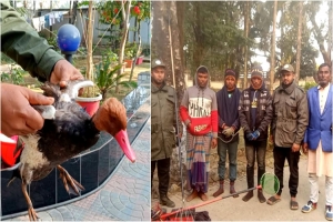 টাঙ্গুয়ার হাওরে বুনো হাঁস-পাখি শি কা র, তিনজনকে আ ট ক
