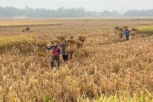 মৌলভীবাজারে সোনালী ধান ঘরে তুলতে ব্যস্ত কৃষকরা