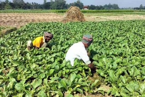 জগন্নাথপুরে শীতকালীন সবজি চাষে সচ্ছল কৃষক