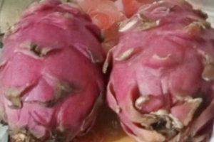 কমলগঞ্জে দুটি ড্রাগন ফল বিক্রি হলো ৪৫ হাজার টাকায়