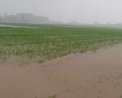 বৃষ্টিতে তলিয়ে যাচ্ছে আমন ক্ষেত