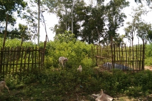 কবরস্থান থেকে নবজাতক উদ্ধার