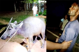 বড়লেখায় ৩টি মহিষ চু রি, আ ট ক ১