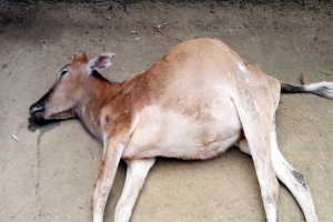 চা বাগানে মদের বর্জ্য খেয়ে দুই গরুর মৃত্যু