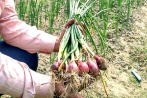 পীরগঞ্জে পেঁয়াজের বাম্পার ফলনে কৃষকের মুখে হাসি