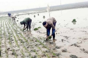 লাখাইয়ে কৃষকের স্বপ্নের কাছে হার মানছে শীত 