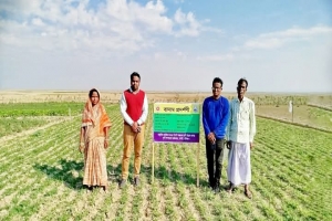 লাখাইয়ে হাওরাঞ্চলে বাদামের সুদিন ফেরানোর চেষ্টা