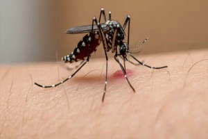 ডেঙ্গু নিয়ে আরও ৫৭২ জন হাসপাতালে ভর্তি