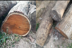 মাধবপুরে বন বিভাগের অ*ভিযানে গাছ জ*ব্দ