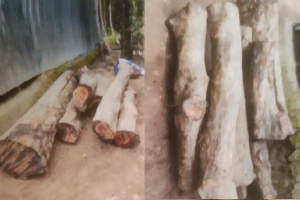 সরকারি গাছ কা*টায় ইউপি সদস্যের বি*রুদ্ধে অভি*যোগ