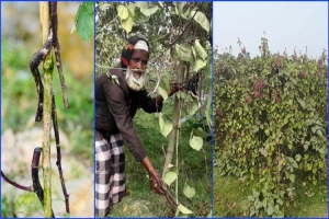 মাধবপুরে কৃষকের ৮ শ ফলন্ত সীম গাছ কেটে দিল দু র্বৃ ত্ত রা