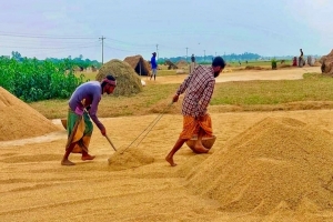 শান্তিগঞ্জে শেষের পথে ধান কাটার উৎসব