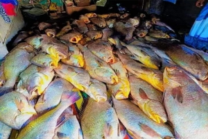 জেলের জালে ধরা পড়ল ১৫৯ পোপা মাছ, দাম ২ কোটি টাকা