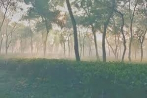 সর্বনিম্ন তাপমাত্রায় কাঁপছে শ্রীমঙ্গল