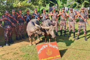 বড়লেখা সী*মান্তে ভা'র'তী'য় মহিষ জ'ব্দ