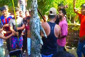 জগন্নাথপুরে বন বিভাগের সামনেই পি*টিয়ে হ*ত্যা করা হলো মেছো বাঘ জগন্নাথপুরে বন বিভাগের সামনেই পি*টিয়ে হ*ত্যা করা হলো মেছো বাঘ